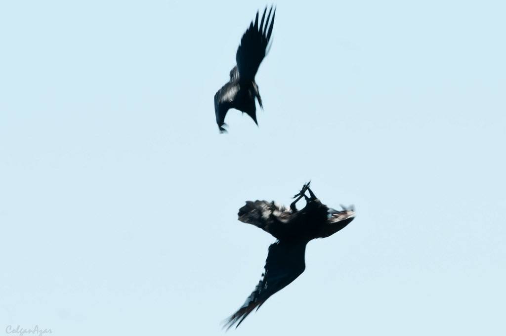 Common Raven and American Crow by Kelly Colgan Azar is licensed under CC BY-ND 2.0